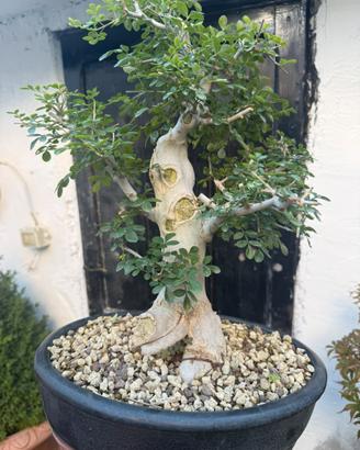 Bonsai frassino