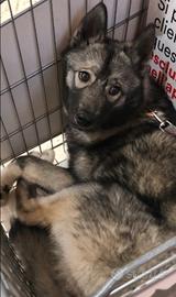 Siberian husky lupo
