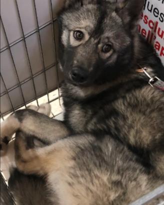 Siberian husky lupo