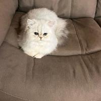 Persiano gatto maschio