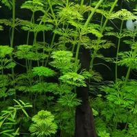 Piante acquario + lumache omaggio