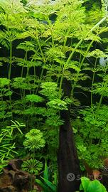 Piante acquario + lumache omaggio