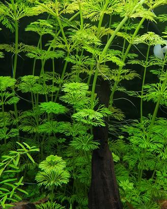 Piante acquario + lumache omaggio