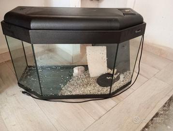 Acquario