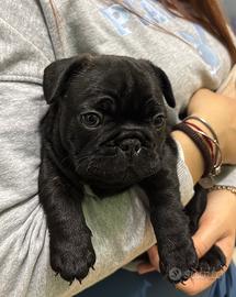 Bulldog francese