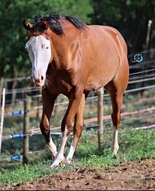 Cavalla QH 2021
