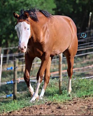 Cavalla QH 2021
