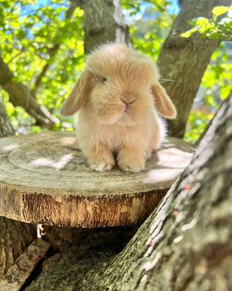 Ariete Nano Mini Lop