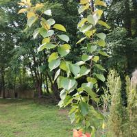 pianta albicocca canino tardivo