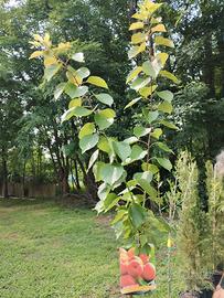 pianta albicocca canino tardivo