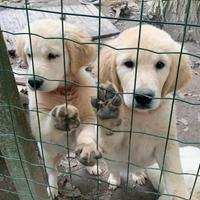 Cuccioli di golden retriever