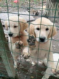 Cuccioli di golden retriever