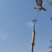 Piccioni addestrati cimbelli volantini