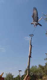 Piccioni addestrati cimbelli volantini