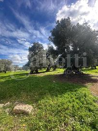 Terreno Agricolo Ostuni [Cod. rif 3297893VCG]