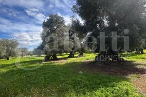 Terreno Agricolo Ostuni [Cod. rif 3297893VCG]
