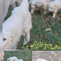 Cuccioli Pastore Maremmano-Abruzzese