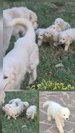Cuccioli Pastore Maremmano-Abruzzese