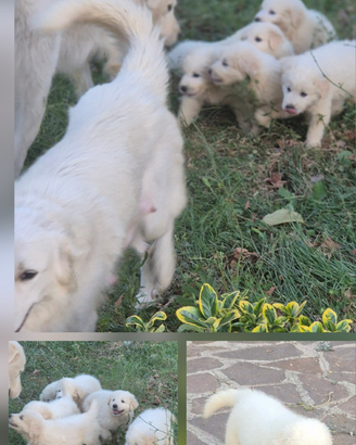 Cuccioli Pastore Maremmano-Abruzzese