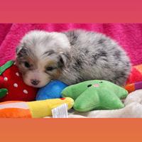Cuccioli pastore australiano