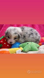 Cuccioli pastore australiano