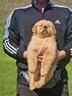 golden-retriever-di-linea-americana-by-marina-lab