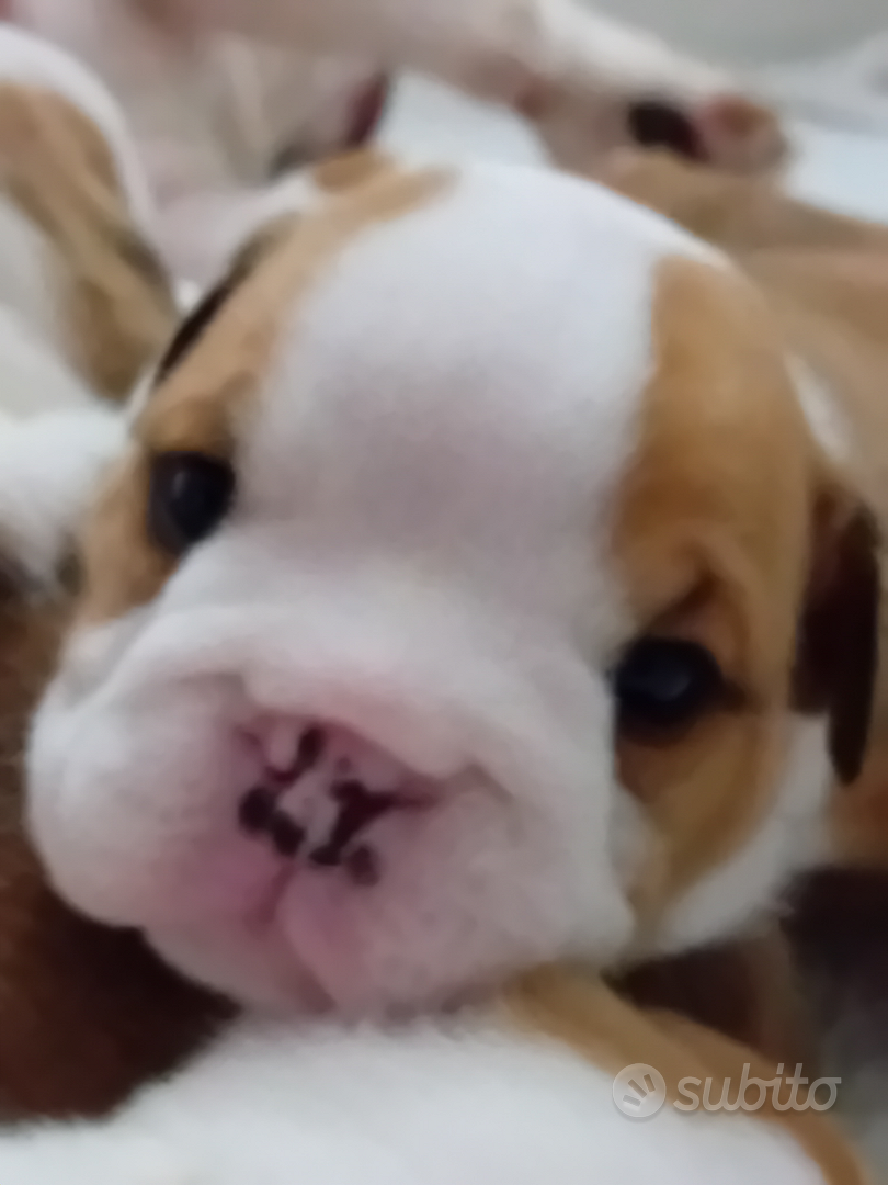 Vendita cuccioli bulldog - Animali In vendita a Roma