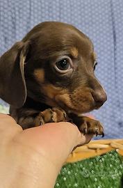 Bassotto cioccolato cucciolo