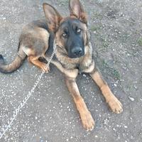 Cucciolo Pastore Tedesco