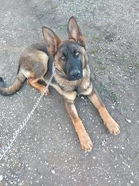 Cucciolo Pastore Tedesco