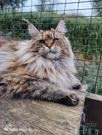 Maine Coon