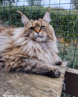 Maine Coon