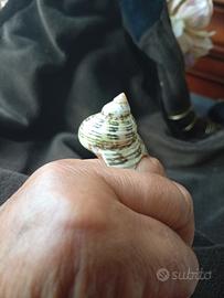 Anello conchiglia 