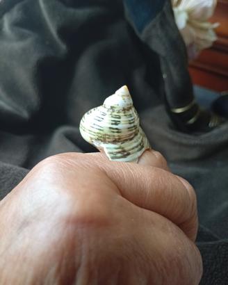Anello conchiglia 