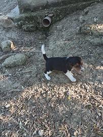 Beagle