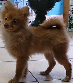 Volpini di Pomerania