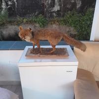 Volpe finta su asse di legno