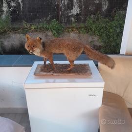 Volpe finta su asse di legno