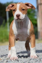 American Pitbull Terrier UKC