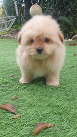 Pomapoo