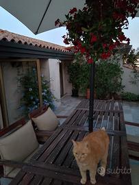 Tavolo sedie e ombrellone