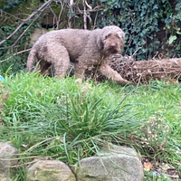 Cane da tartufo