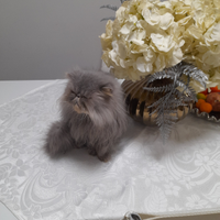 Animali gatta persiana