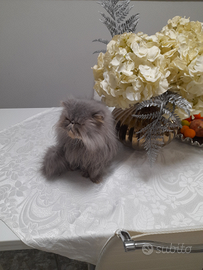 Animali gatta persiana