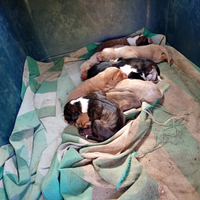 Cucioli di segugio maremmano