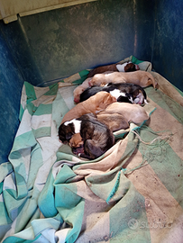 Cucioli di segugio maremmano