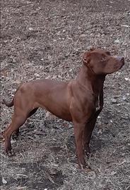 Pitbull pit bul ukc