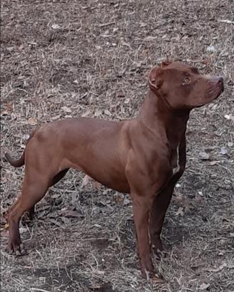 Pitbull pit bul ukc