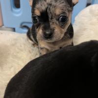 Chihuahua femmina e maschio