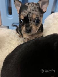 Chihuahua femmina e maschio